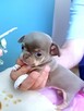 Śliczny Liliowy Chihuahua Rezerwacja