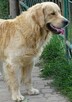 Golden retriever 16 miesięczny