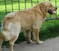 Golden retriever 17 miesięczny - 4