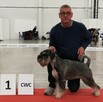 Sznaucer średni ZKwP/FCI - wyjątkowy rodowód - 6