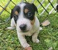 Szczeniaki Jack Russell Terrier - 3