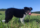 Cudna suczka mottled BORDER COLLIE - przebadani rodz, pełna - 3