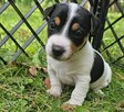 Szczeniaki Jack Russell Terrier - 6