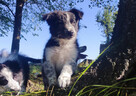 Cudna suczka mottled BORDER COLLIE - przebadani rodz, pełna - 5