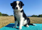 Prześliczna Suczka BORDER COLLIE - pełna dok. super rodzice - 3