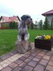 Sznaucer średni ZKwP/FCI - wyjątkowy rodowód - 9