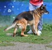Dora - 4