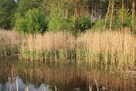 Działka z domem letnim i dużą działką leśną - 10