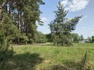 Działka budowlana 3000m2 | Bieńki Śmietanki - 5