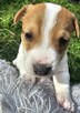 Szczeniaki Jack Russell Terrier - 7