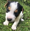 Szczeniaki Jack Russell Terrier - 2
