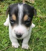 Szczeniaki Jack Russell Terrier - 4