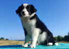 Prześliczna Suczka BORDER COLLIE - pełna dok. super rodzice - 6