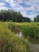Ogromna działka nad Luciążą +dom do remontu - 6
