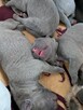 Szczeniaki Cane Corso
