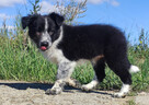 Cudna suczka mottled BORDER COLLIE - przebadani rodz, pełna - 4