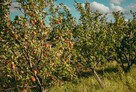 Dom i budynek usługowy, działka 4 335 m², Osipy-Wydziory I - 14