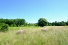 Działka rolna Kampinos, - 13