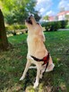 Wesoły uśmiechnięty pełen życia młodziak pilnie szuka domu - 6