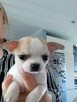 Biało-Beżowy Cudowny Chihuahua