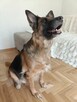 11 letnia Koko straciła dom, musi znaleźć jej nowy DT/DS