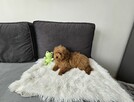 Maltipoo piękna suczka - 3