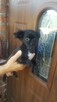 Długowłosa Chihuahua – czarna suczka - 3
