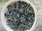 Aronia Zielonki Kraków