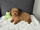 Maltipoo piękna suczka - 4