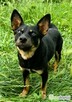 POKO - 7 kg, cudowny psiak szuka super domu - 2