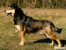 ATOS - od 5 lat czeka na ten jedyny dom, ADOPTUJ - 3