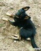 POKO - 7 kg, cudowny psiak szuka super domu - 3