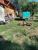 Kogut Zielononużka oraz Kaczki i Kaczory Staropolskie - 4