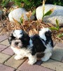 Szczeniak kolorowy piesek shih tzu