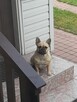 Buldog francuski suczka