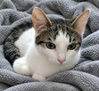 Bianka młody podrostek do adopcji - 4