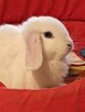 Białe baranki min lop - 15