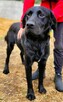 ORION - cudny psiak w typie labradora szuka domu - 1