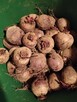 Pomidory, buraki, pory, dynie sprzedam - 2