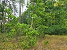 Działka leśna Strzegomek gm. Rytwiany, - 7