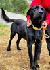 ORION - cudny psiak w typie labradora szuka domu - 3