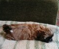 piękny szczeniak piesek shih tzu - 4
