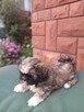 piękny szczeniak piesek shih tzu