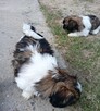 Szczeniak kolorowy piesek shih tzu - 4