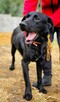 ORION - cudny psiak w typie labradora szuka domu - 2
