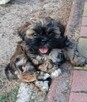 piękny szczeniak piesek shih tzu - 3
