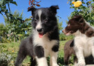 Wspaniały Pies FABIO - BORDER COLLIE z pełną dok. super rodz