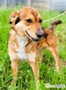 LEOŚ - super psiak marnuje się za kratami, ADOPTUJ - 3