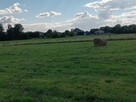 siano bele w stodole dla alpak, kóz, owiec, królików - ekstr - 8