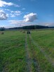 siano bele w stodole dla alpak, kóz, owiec, królików - ekstr - 14